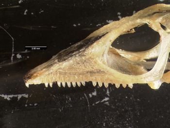 Media type: image;   Herpetology R-57488